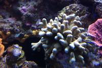 Porites Coral Yellow Thumbnail