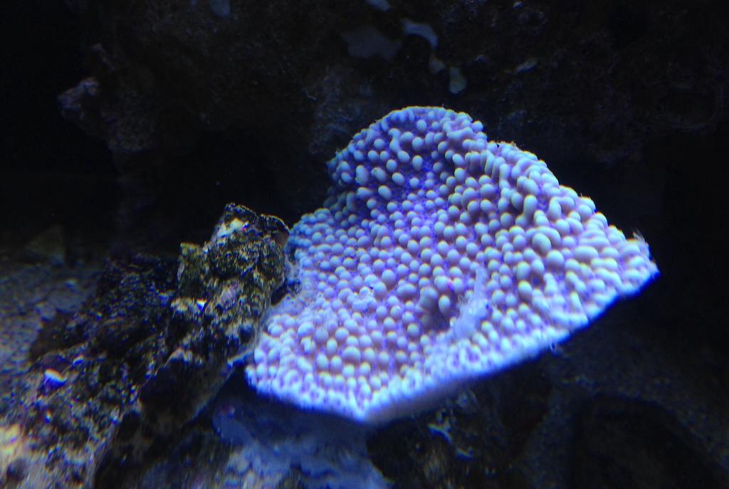 Montipora Coral, Dimpled Encrusting