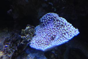 Montipora Coral, Dimpled Encrusting