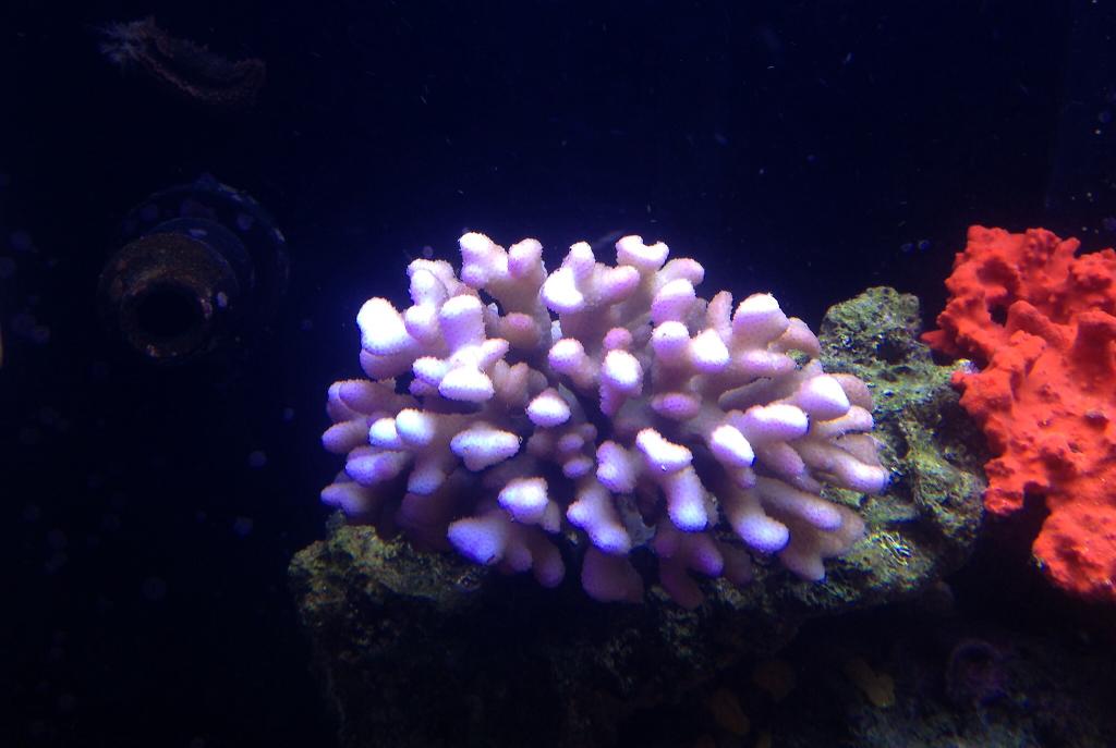 Stylophora Coral