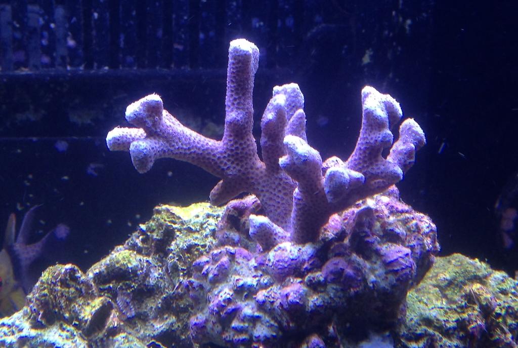 Branched Montipora Coral