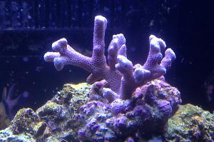 Branched Montipora Coral Thumbnail