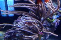 Silver Gorgonian Thumbnail