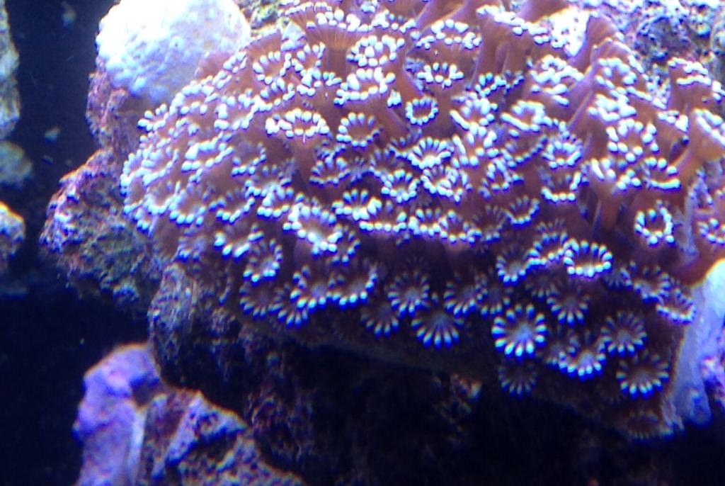 Flower Pot Coral - Alveopora