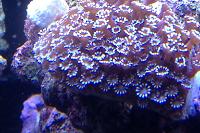 Flower Pot Coral - Alveopora Thumbnail