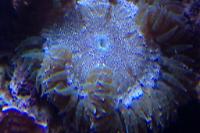 Rock Flower Anemone Thumbnail