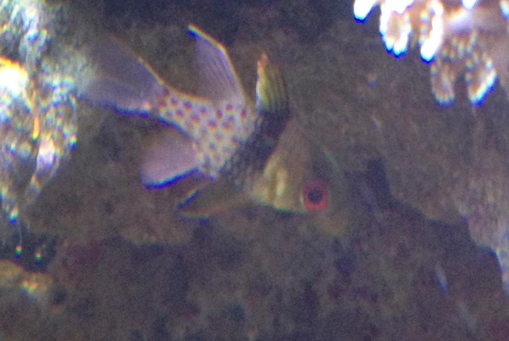 Spotted Cardinalfish