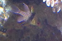 Spotted Cardinalfish Thumbnail