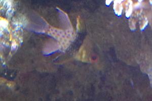 Spotted Cardinalfish