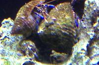 Blue Legged Hermit Crab Thumbnail