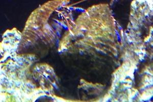 Blue Legged Hermit Crab Thumbnail