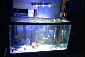 Mini Display ~ Fish Only Thumbnail