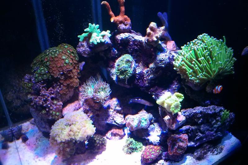 My Aquarium Thumbnail