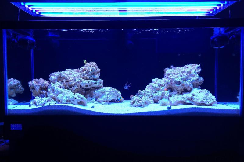 75 Gallon Mixed Reef Tank Thumbnail