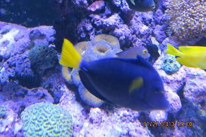 Purple Tang Thumbnail