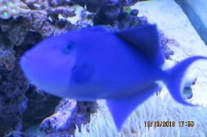 Niger Triggerfish Thumbnail