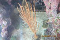 Spiny Orange Sea Rod Thumbnail