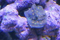 Chalice Coral Thumbnail