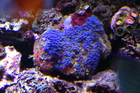 Blue Star Polyps Thumbnail