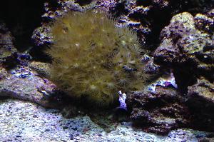 Yellow Polyps Thumbnail