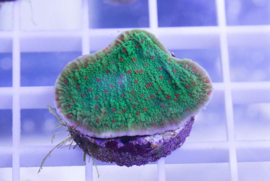 Chili Pepper Montipora