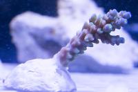 Acropora Tenuis Thumbnail