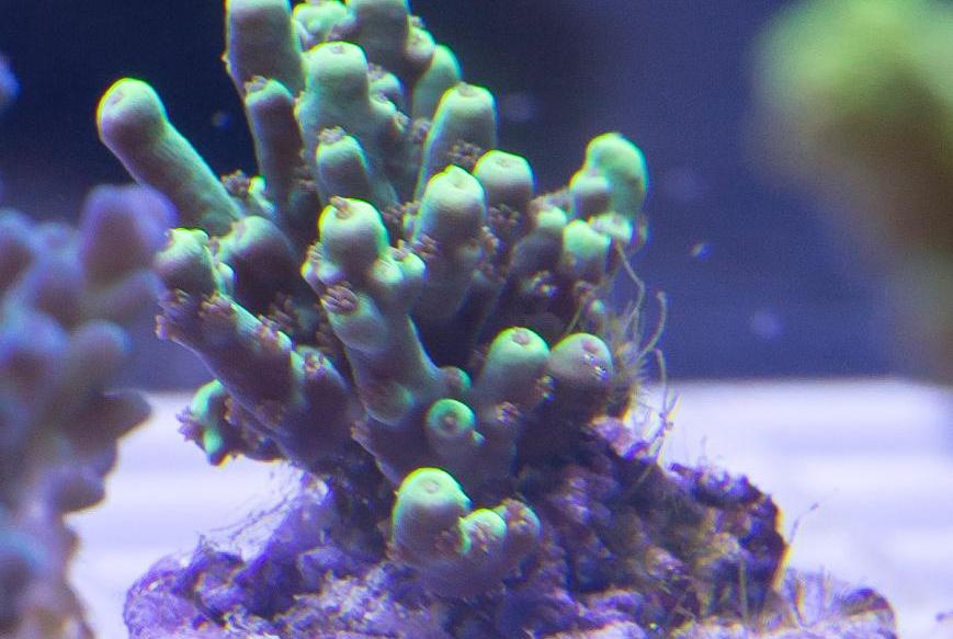 YR Green Frogger Acropora