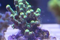 Yr Green Frogger Acropora Thumbnail