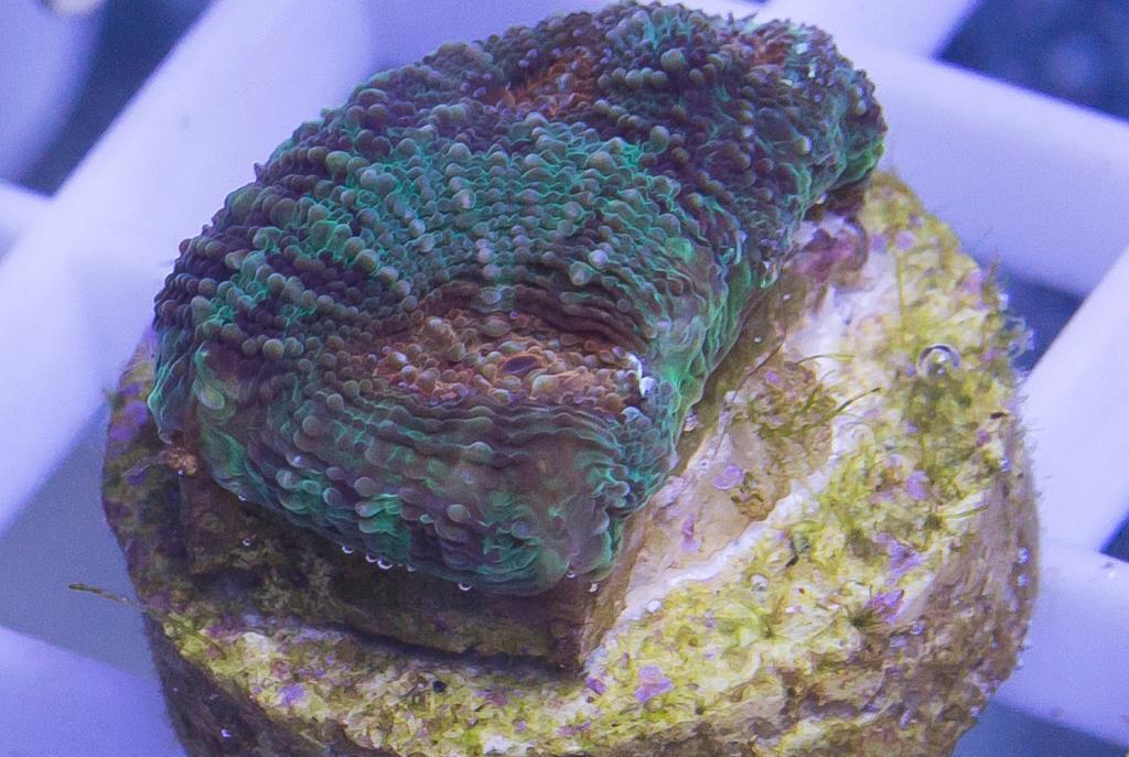 Emerald Acan