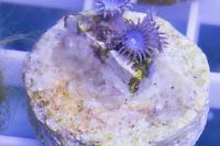 Blue Shuriken Zoas Thumbnail