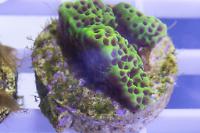 Montipora confusa Thumbnail