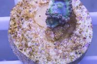 Blue Rhino Zoas Thumbnail