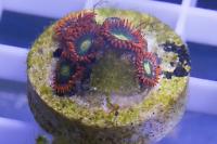 Flaming Sun Zoanthid Thumbnail