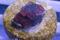 Kedds Reds Zoas Thumbnail