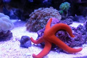 Linckia Sea Star Thumbnail