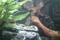 Rili Shrimp - Cherry Thumbnail