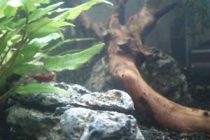 Rili Shrimp Thumbnail