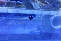 Three Spot Domino Damselfish Thumbnail