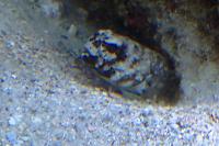 Jawfish Dusky Thumbnail