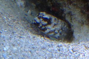 jawfish, Dusky