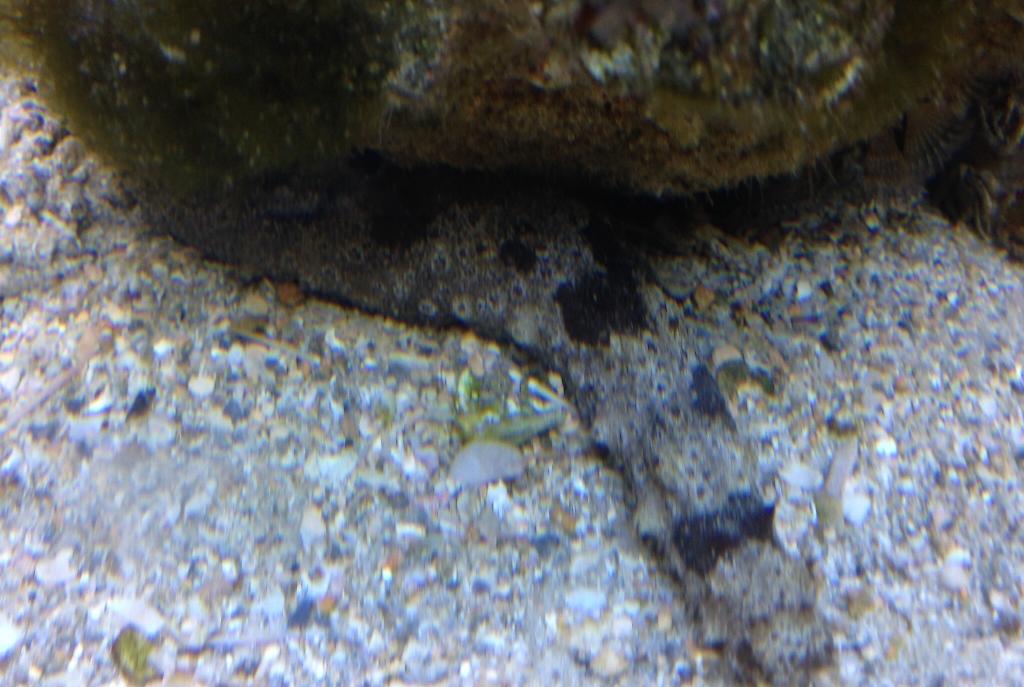 Black/Grey Sea Cucumber