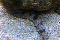 BlackGrey Sea Cucumber Thumbnail