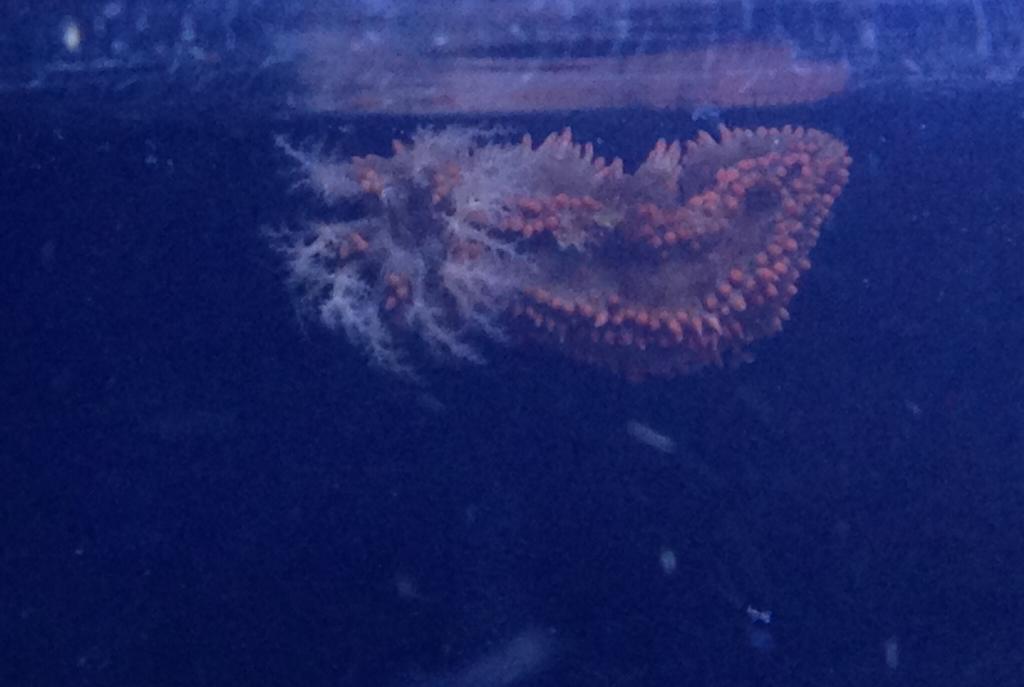 Spiny Sea Cucumber