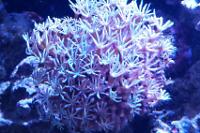 Pipe Organ Coral Thumbnail