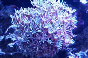 Pipe Organ Coral