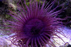 Tube Anemone Thumbnail