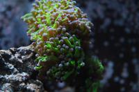 Frogspawn Coral - Branched Thumbnail