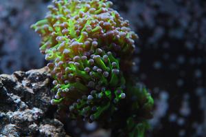 Frogspawn Coral - Branched