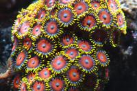 Eagle Eye (Zoanthid) Thumbnail