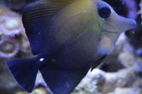 Scopas Tang Thumbnail